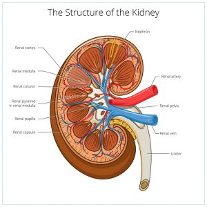 Structure of the kidney medical vector illustration. Science medical educational material